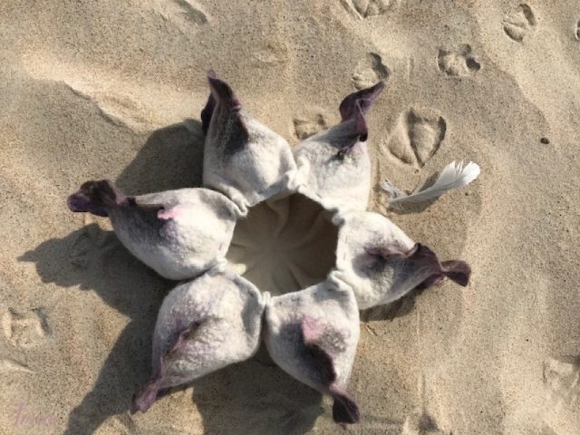 imusau.lt | parduodama Vaza ''Jūros žvaigždė''