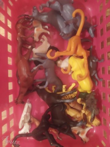 imusau.lt | parduodama Įvairūs gyvūnai