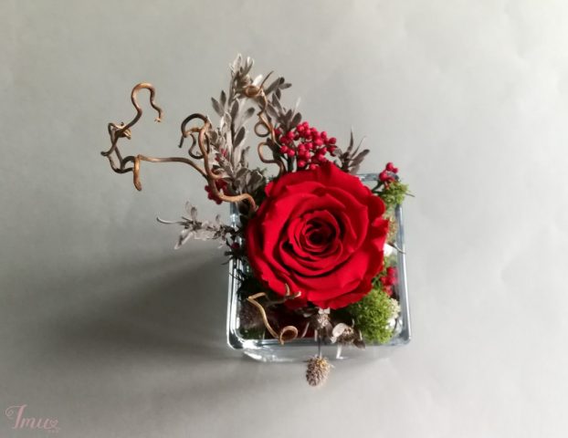 imusau.lt | parduodama Mieganti rožė