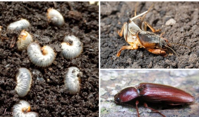 imusau.lt | parduodama APSAUGA NUO KENKĖJŲ